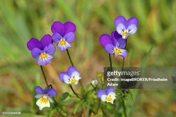 heartsease (viola tricolor), flowers, north rhine-westphalia, germany - viola tricolor stock pictures, royalty-free photos & images