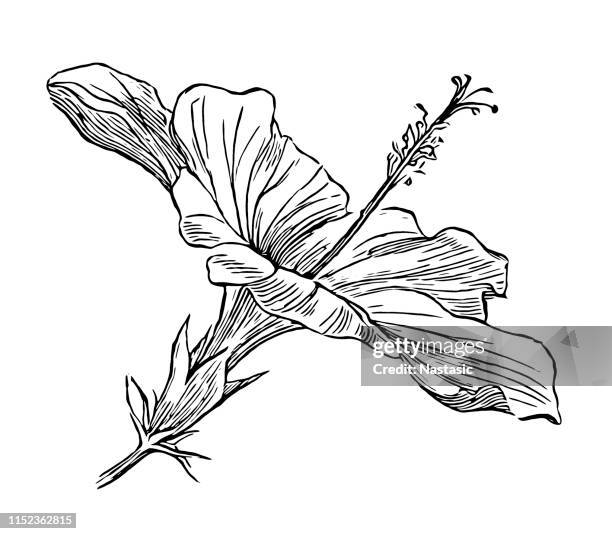 stockillustraties, clipart, cartoons en iconen met hibiscus rosa-sinensis, informeel bekend als de chinese hibiscus, china rose, hawaiian hibiscus, rose kaas kruid en shoeblackplant - meeldraad