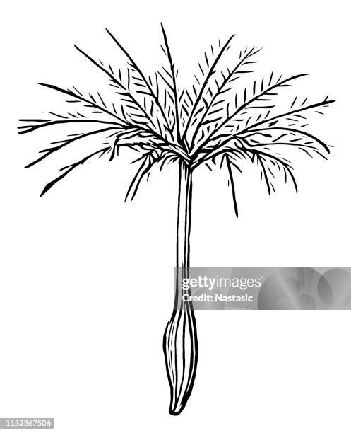 tragopogon pratensis (wiese salsify, auffällige ziegenbart) - salsify stock-grafiken, -clipart, -cartoons und -symbole