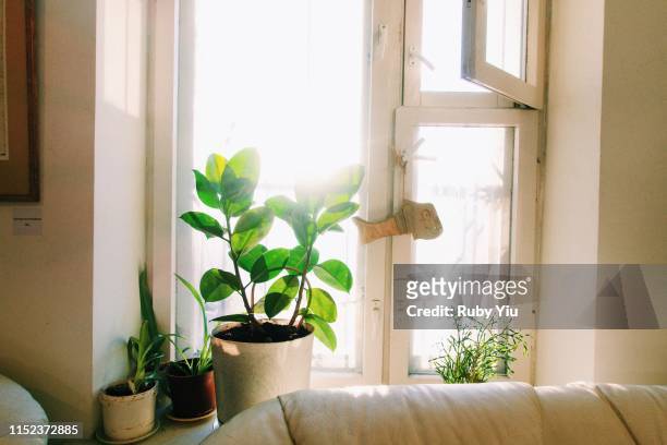 silent and comfortable room with plant and sunlight, russia - breakfast no people stock pictures, royalty-free photos & images