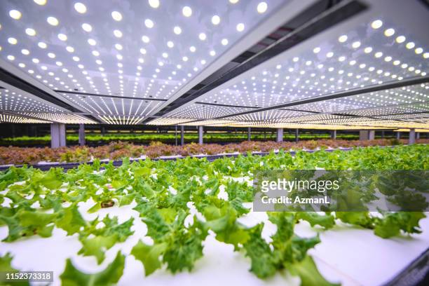 verticale landbouw biedt een weg naar een duurzame toekomst - hydroponics stockfoto's en -beelden