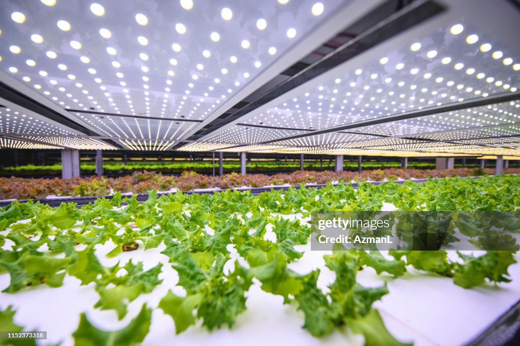 Vertical Farming Offers a Path Toward a Sustainable Future