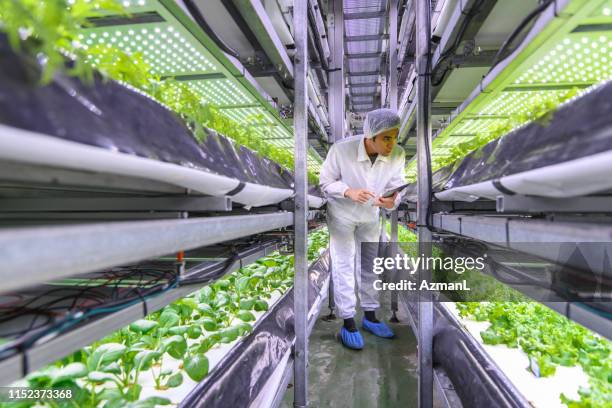 taiwanese ag specialist examining stacks of indoor crops - i was turning into a vegetable stock pictures, royalty-free photos & images
