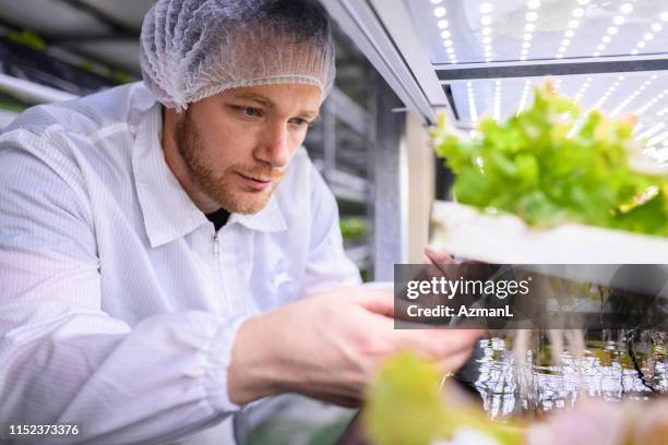 biotech specialist examining living lettuce at vertical farm - i was turning into a vegetable stock pictures, royalty-free photos & images