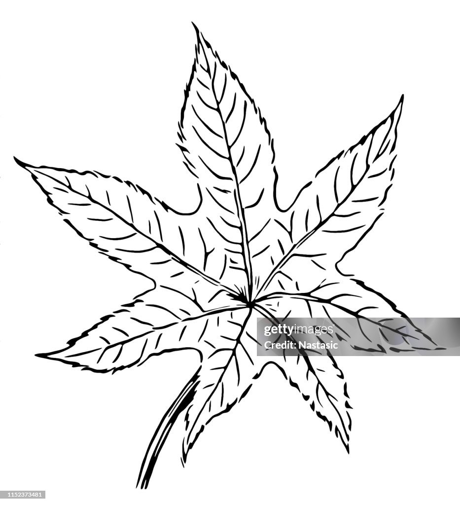 Ricinus communis, the castor bean or castor oil plant leaf