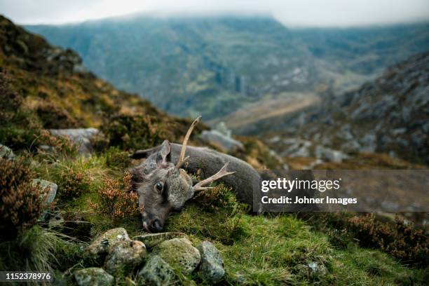 dead deer - dead deer fotografías e imágenes de stock