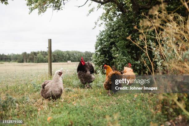 free range chickens - free range chicken stock-fotos und bilder