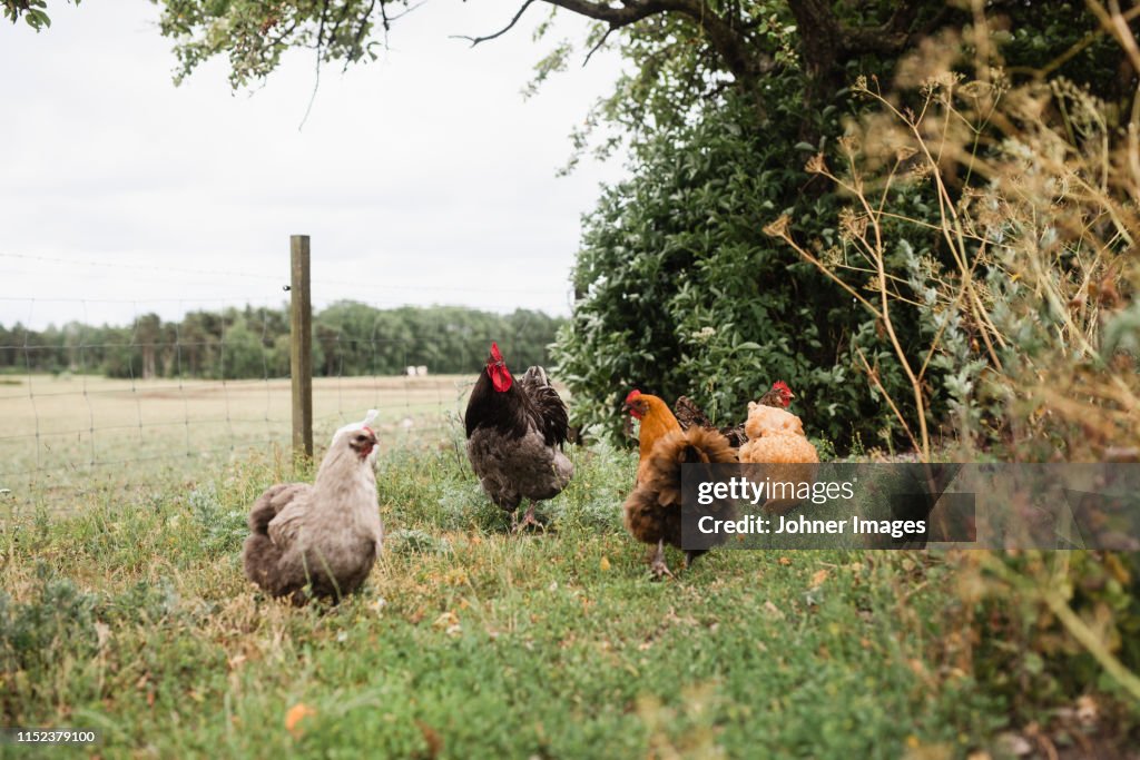 Free range chickens