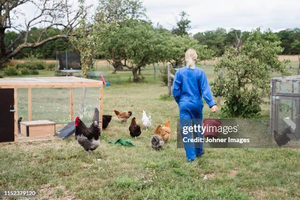 woman feeding chickens - platteland stockfoto's en -beelden