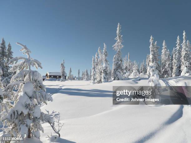 winter landscape - norway spruce stock pictures, royalty-free photos & images