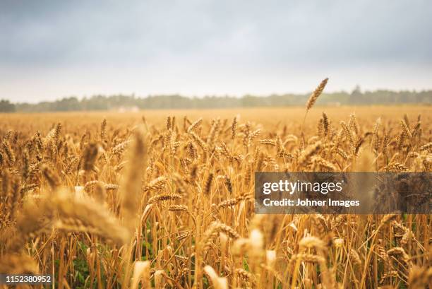 wheat field - kornfeld stock-fotos und bilder