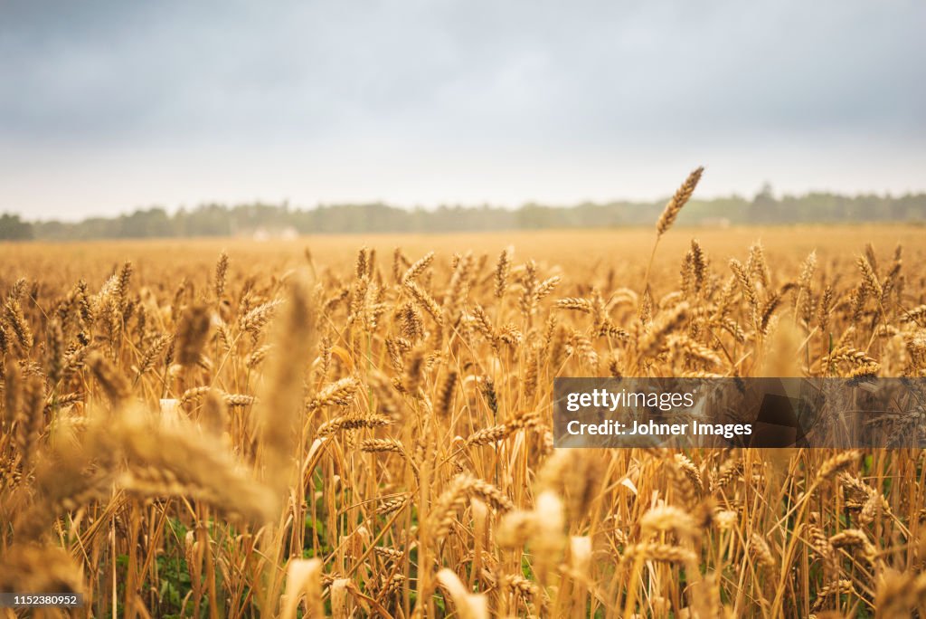 Wheat field