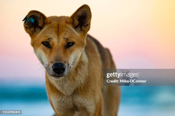 dingo, fraser island - dingo imagens e fotografias de stock