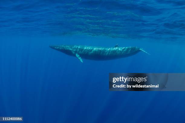 bryde's whale swimming in blue water near the surface, indian ocean, sri lanka. - blue whale stock-fotos und bilder