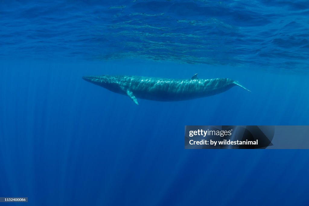 Bryde's whale swimming in blue water near the surface, Indian Ocean, Sri Lanka.