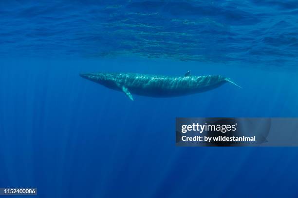 bryde's whale swimming in blue water near the surface, indian ocean, sri lanka. - blue whale stock pictures, royalty-free photos & images