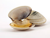 open clam on white background