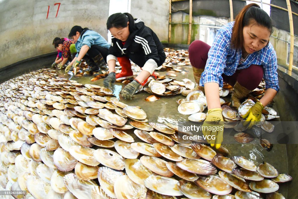 Farmers Breed Porphyra Yezoensis In Lianyungang