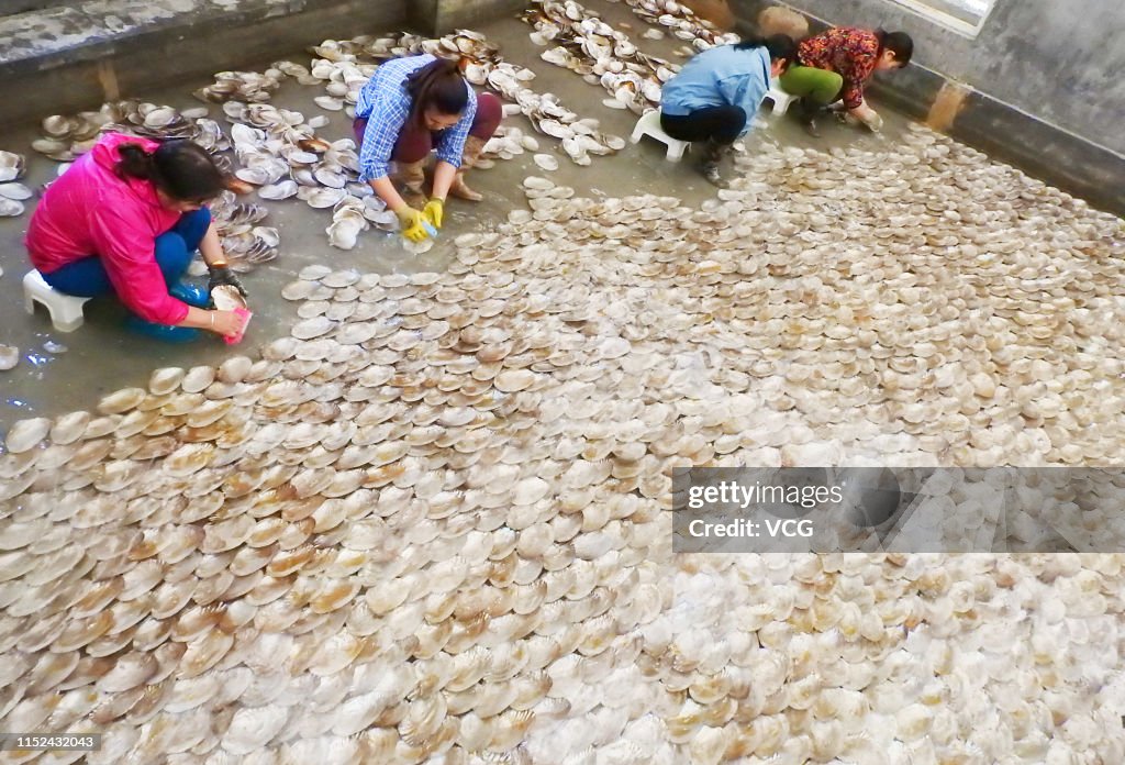 Farmers Breed Porphyra Yezoensis In Lianyungang