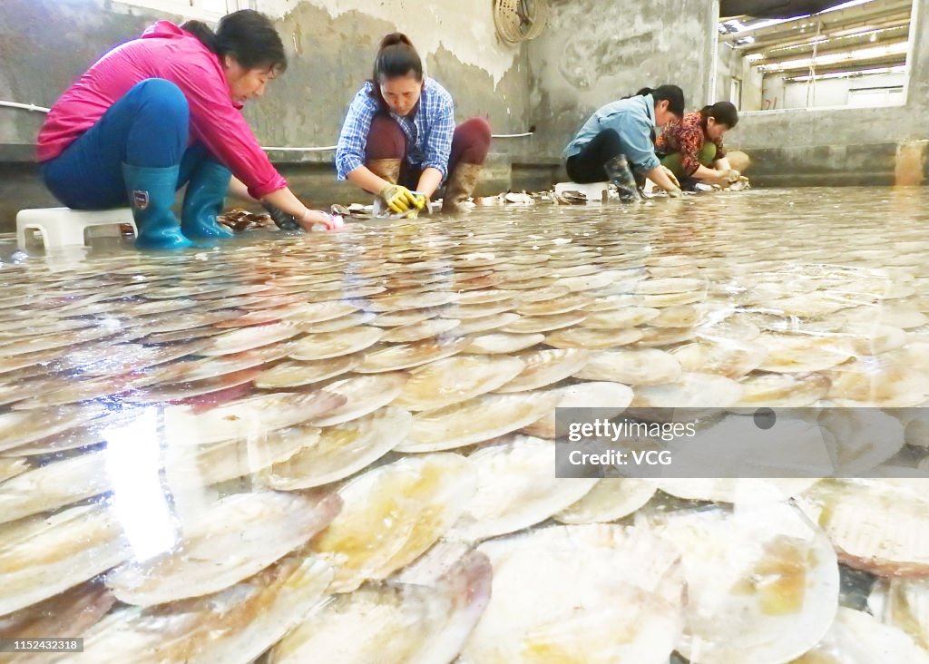 Farmers Breed Porphyra Yezoensis In Lianyungang