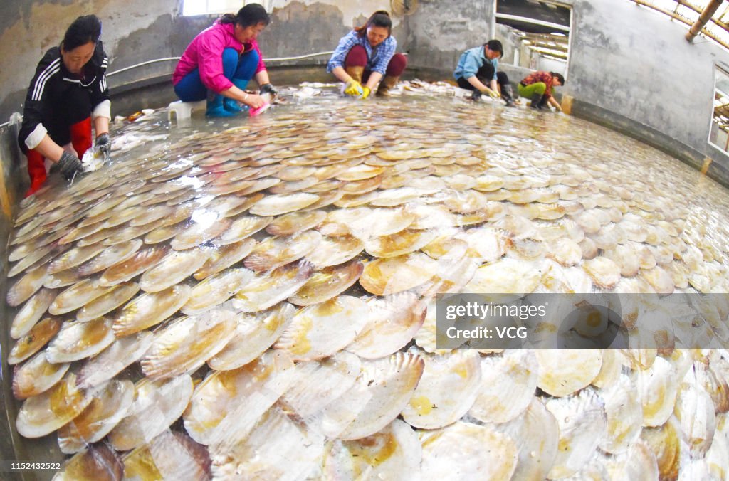 Farmers Breed Porphyra Yezoensis In Lianyungang