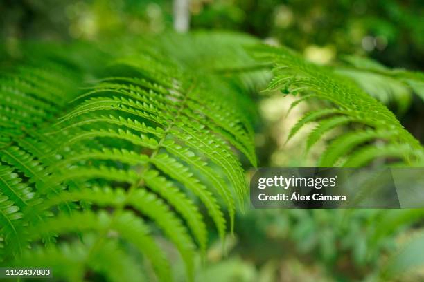 imagen cercana de un helecho en un bosque tropical de costa rica - helecho stock pictures, royalty-free photos & images