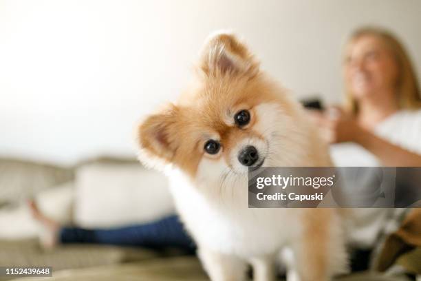 schattige hond op sofa met vrouw op de achtergrond - pomeranian stockfoto's en -beelden