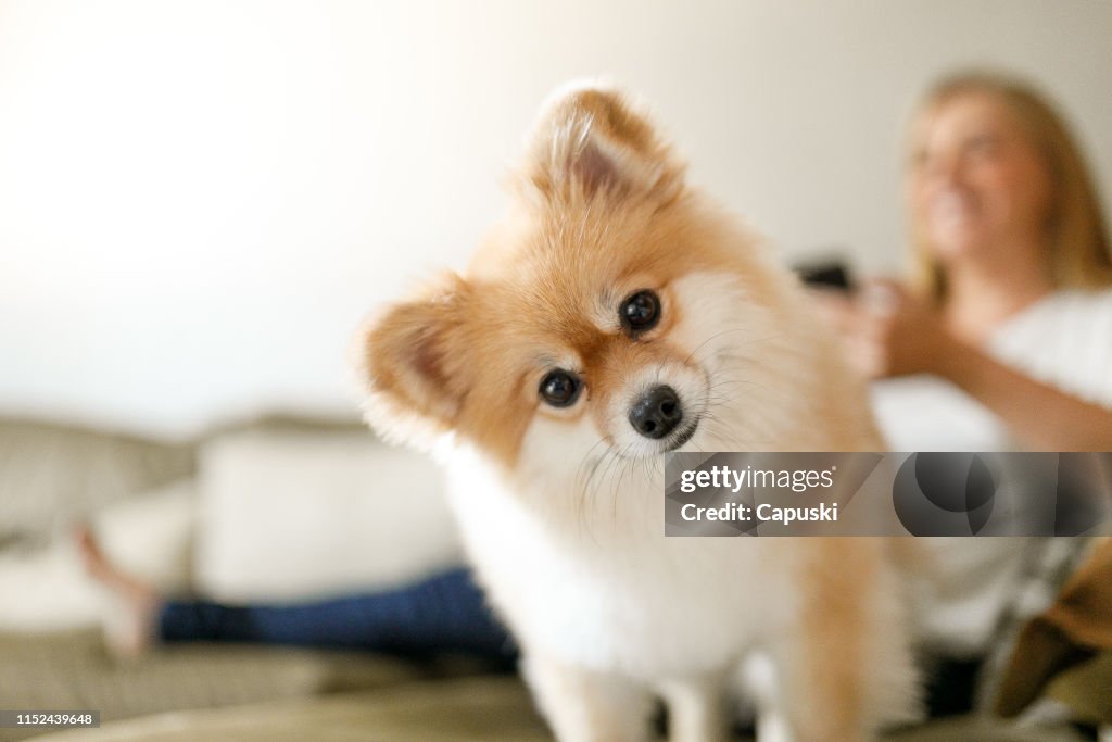 Cute dog on sofa with woman on background