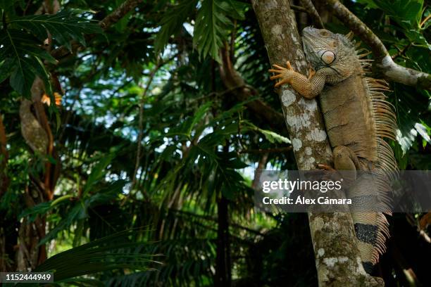 una iguana grande escalando un árbol en costa rica - escalando stock pictures, royalty-free photos & images