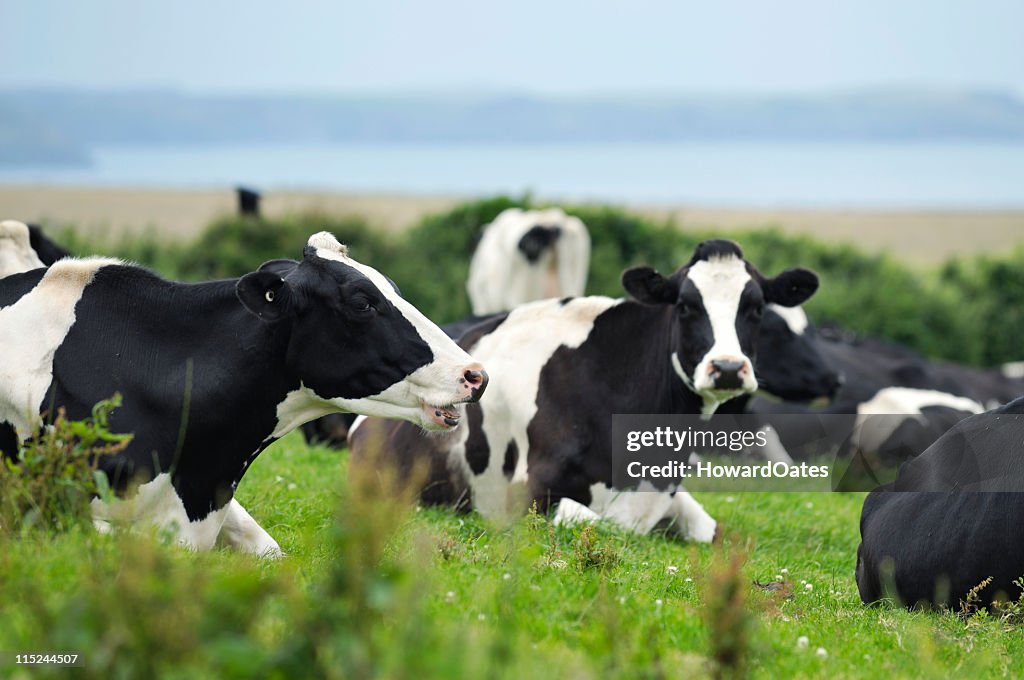 Vaches sur la mer