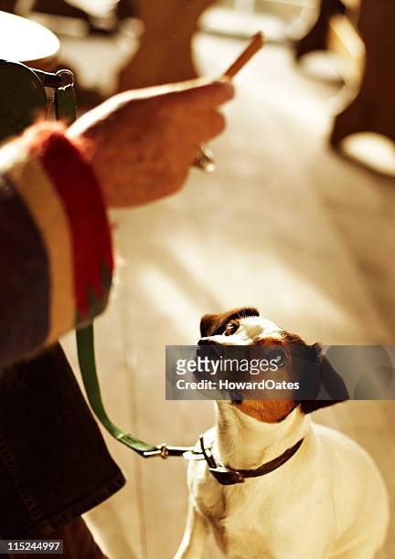 jack russell dog training - begging animal behavior stockfoto's en -beelden