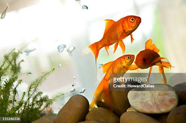 goldfisch-in tank-top - fish bowl stock-fotos und bilder
