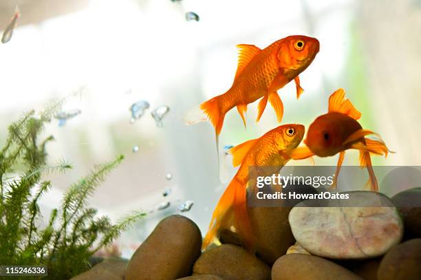 goldfish nadando em tanque - aquário edifício para cativeiro animal - fotografias e filmes do acervo