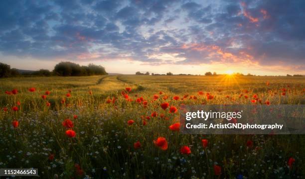 landschap met klaprozen bij zonsondergang. - poppy field stockfoto's en -beelden