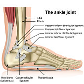 The ankle joint, tendons of the ankle joint foot anatomy vector illustration