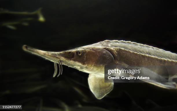 a russian sturgeon - sturgeon stock-fotos und bilder