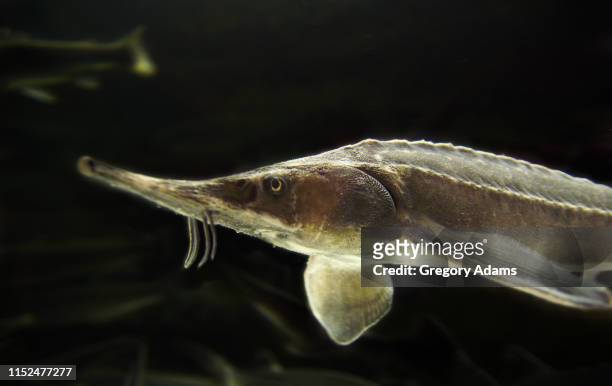 a russian sturgeon - sturgeon fish stock pictures, royalty-free photos & images