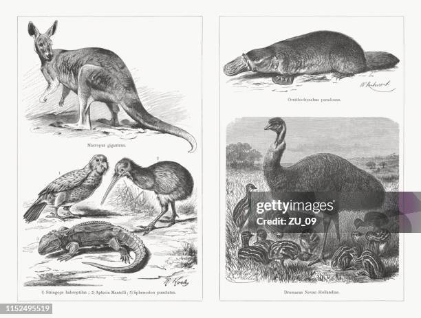ilustrações de stock, clip art, desenhos animados e ícones de australian and new zealand animals, wood engravings, published in 1897 - filhote de animal