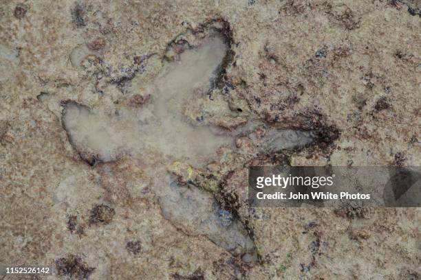 dinosaur print in rock. gantheaume point. broome. - dinosaur tracks stock pictures, royalty-free photos & images