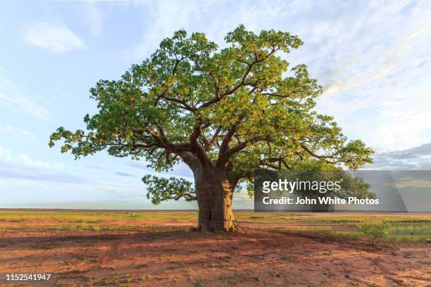 large boabab tree commonly called a boab tree in australia. - single tree stock pictures, royalty-free photos & images