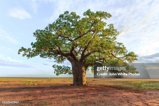 large boabab tree commonly called a boab tree in australia. - single tree imagens e fotografias de stock