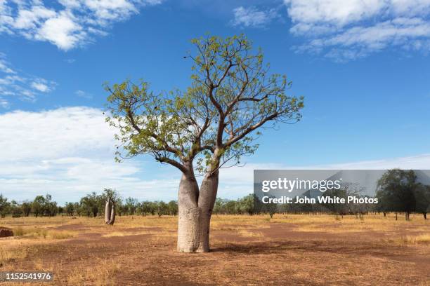 boabab tree commonly called a boab tree in australia. - baobab stockfoto's en -beelden