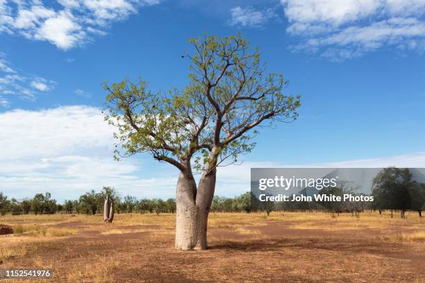 boabab tree commonly called a boab tree in australia. - baobab tree stock pictures, royalty-free photos & images