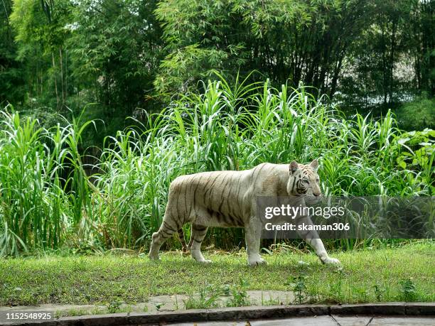 white bengal tiger walking in forest - gato bengala fotografías e imágenes de stock