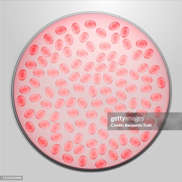 ilustraciones, imágenes clip art, dibujos animados e iconos de stock de los glóbulos rojos - hematología