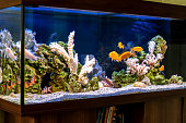 Freshwater aquarium in pseudo-sea style. Aquascape and aquadesign of aquarium