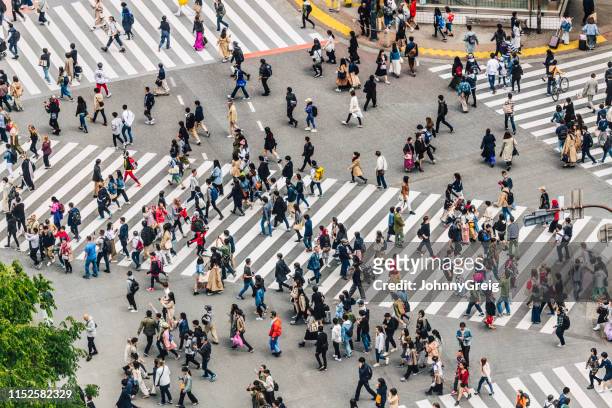 shibuya crossing, tokio, japan - zebra print stockfoto's en -beelden