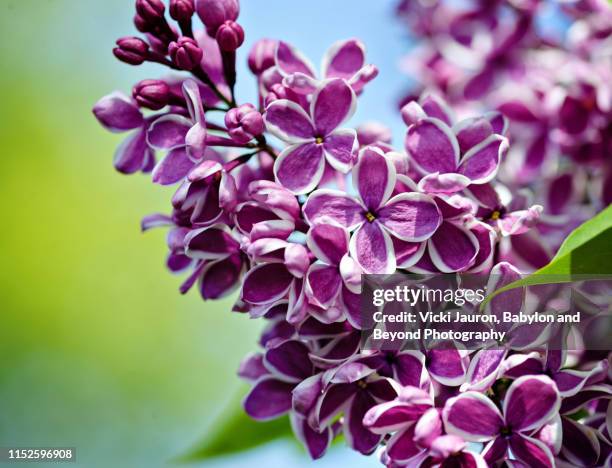 sensation lilac in full bloom in a garden in babylon, long island - purple lilac stock pictures, royalty-free photos & images