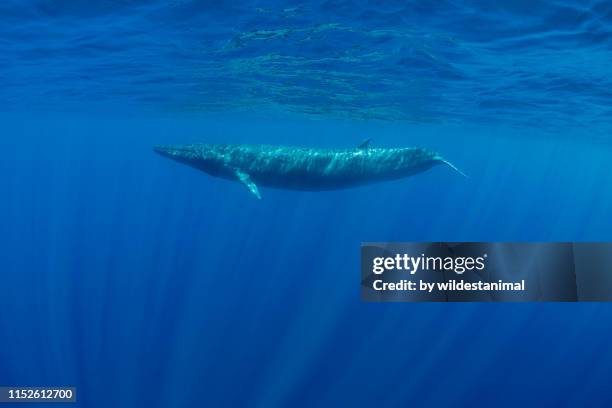 bryde's whale swimming in blue water near the surface, indian ocean, sri lanka. - blauwal stock-fotos und bilder