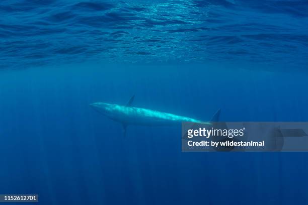bryde's whale swimming in blue water near the surface, indian ocean, sri lanka. - blue whale stockfoto's en -beelden